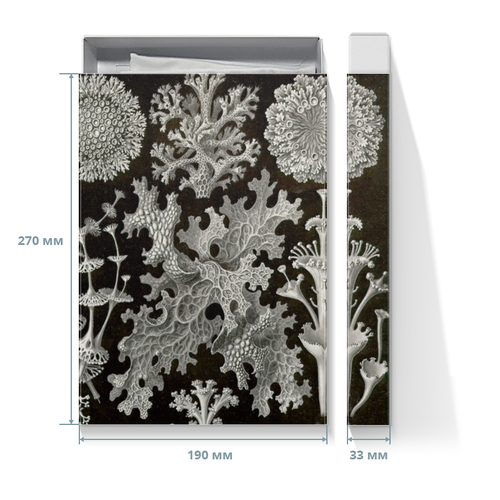 Заказать подарочную упаковку в Москве. Коробка для футболок Лишайники (Lichenes, Ernst Haeckel) от Apfelbaum - готовые дизайны и нанесение принтов.
