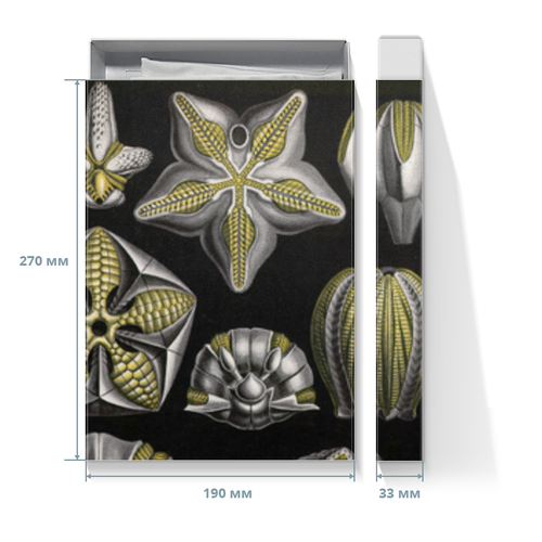 Заказать подарочную упаковку в Москве. Коробка для футболок Бластоидеи (Blastoidea, Ernst Haeckel) от Apfelbaum - готовые дизайны и нанесение принтов.