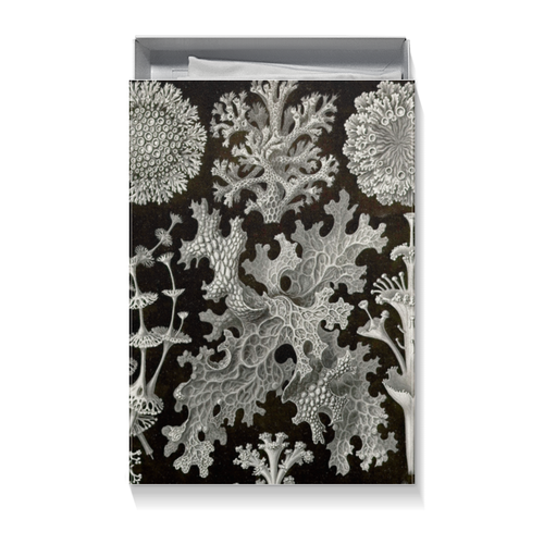 Заказать подарочную упаковку в Москве. Коробка для футболок Лишайники (Lichenes, Ernst Haeckel) от Apfelbaum - готовые дизайны и нанесение принтов.
