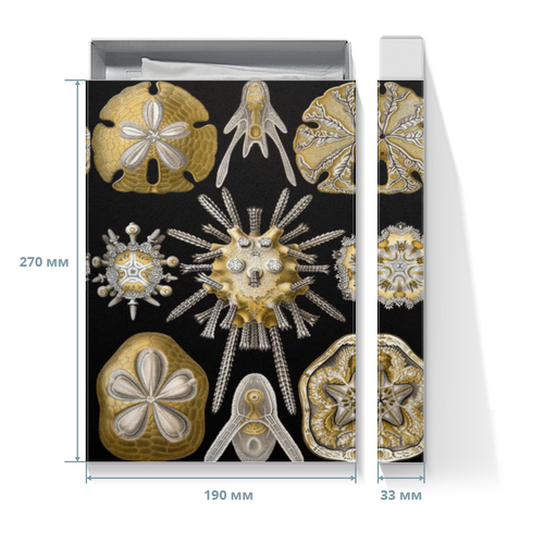 Заказать подарочную упаковку в Москве. Коробка для футболок Echinidea (Эхинидея), Ernst Haeckel от Apfelbaum - готовые дизайны и нанесение принтов.