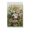 Заказать подарочную упаковку в Москве. Коробка для футболок Орхидеи (Orchideae, Ernst Haeckel) от Apfelbaum - готовые дизайны и нанесение принтов.