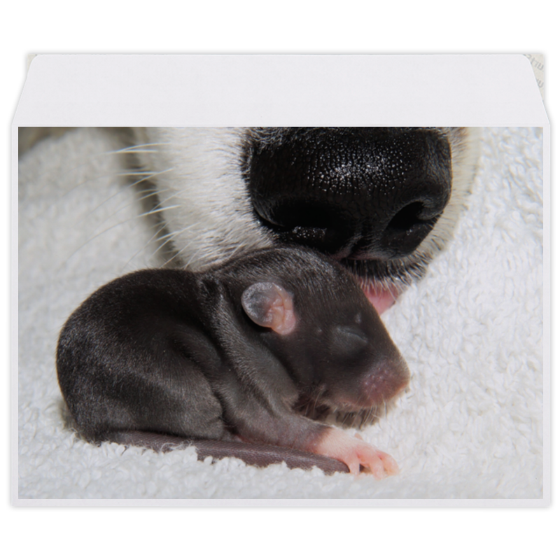 Printio Конверт средний С5 Крыса символ 2020 года printio коврик для мышки сердце крыса символ 2020 года
