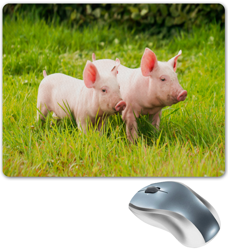 Мышь свинка. Свинья с мышью. Поросенок и мышонок. Свинья мышь. Мышь и свинья.