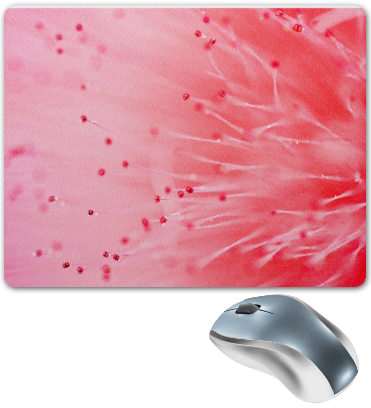 цена Printio Коврик для мышки Свежий розовый цвет заморских цветов
