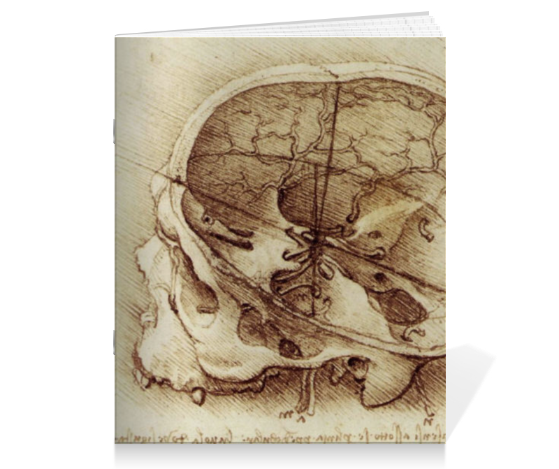 Printio Тетрадь на скрепке Анатомический череп printio тетрадь на скрепке череп конфедерата