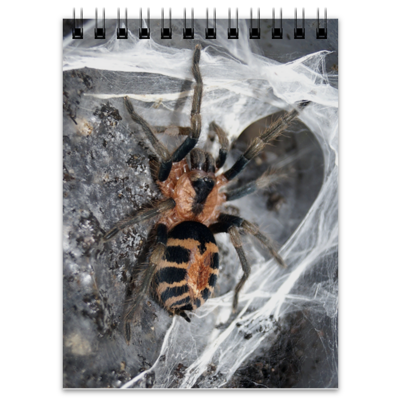Printio Блокнот Паук на паутине волшебные очки пауки и насекомые