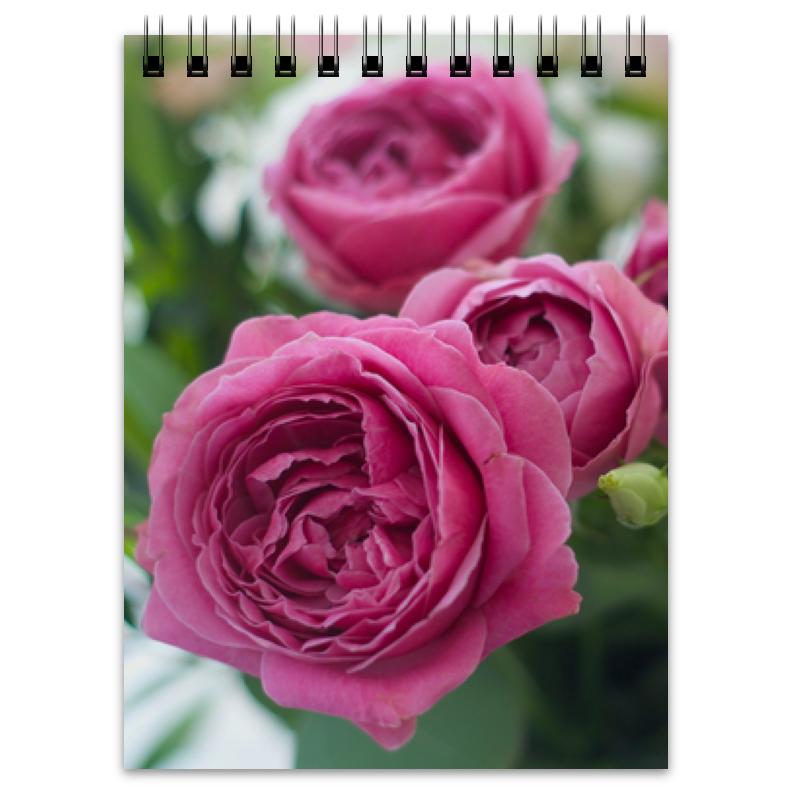 Printio Блокнот Розовые розы