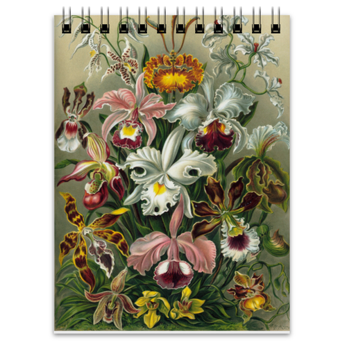 Заказать блокнот в Москве. Блокнот Орхидеи (Orchideae, Ernst Haeckel) от Apfelbaum - готовые дизайны и нанесение принтов.