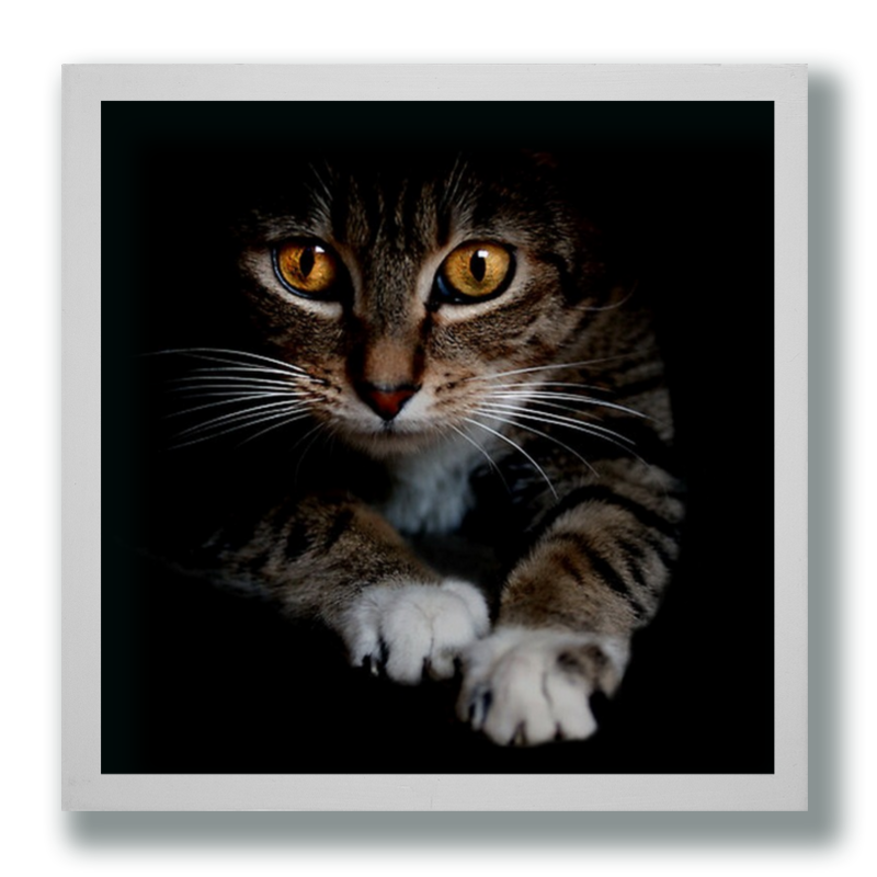 Printio Фотоплитка Кошки. магия красоты printio наклейки квадратные 5×5 см кошки магия красоты
