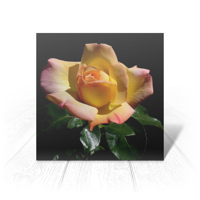 Printio Открытка 15x15 см Роза на чёрном фоне аппликация с наклейками розочки цветочки 6 новое