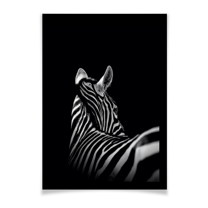 Printio Плакат A3(29.7×42) Зебра фрост ли черно белая фотография