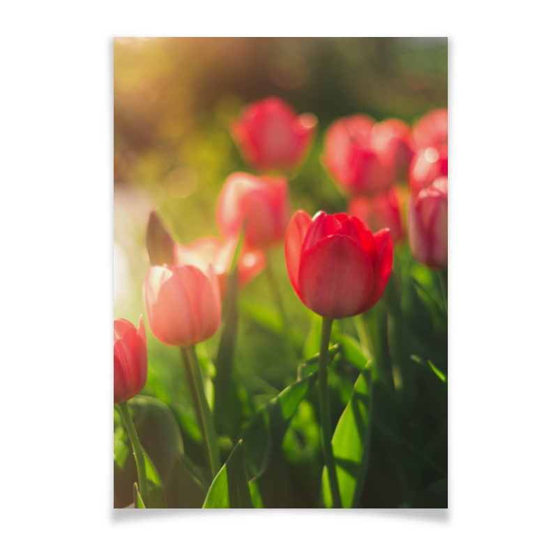 Printio Плакат A3(29.7×42) Тюльпаны