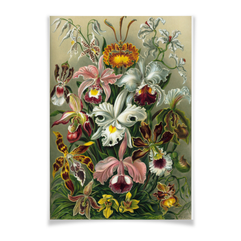 printio плакат a2 42×59 летучие мыши эрнста геккеля Printio Плакат A3(29.7×42) Орхидеи (orchideae, ernst haeckel)