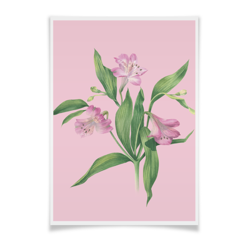 Printio Плакат A3(29.7×42) Цветы альстромерии 2 printio плакат a3 29 7×42 розовые абстрактные цветы