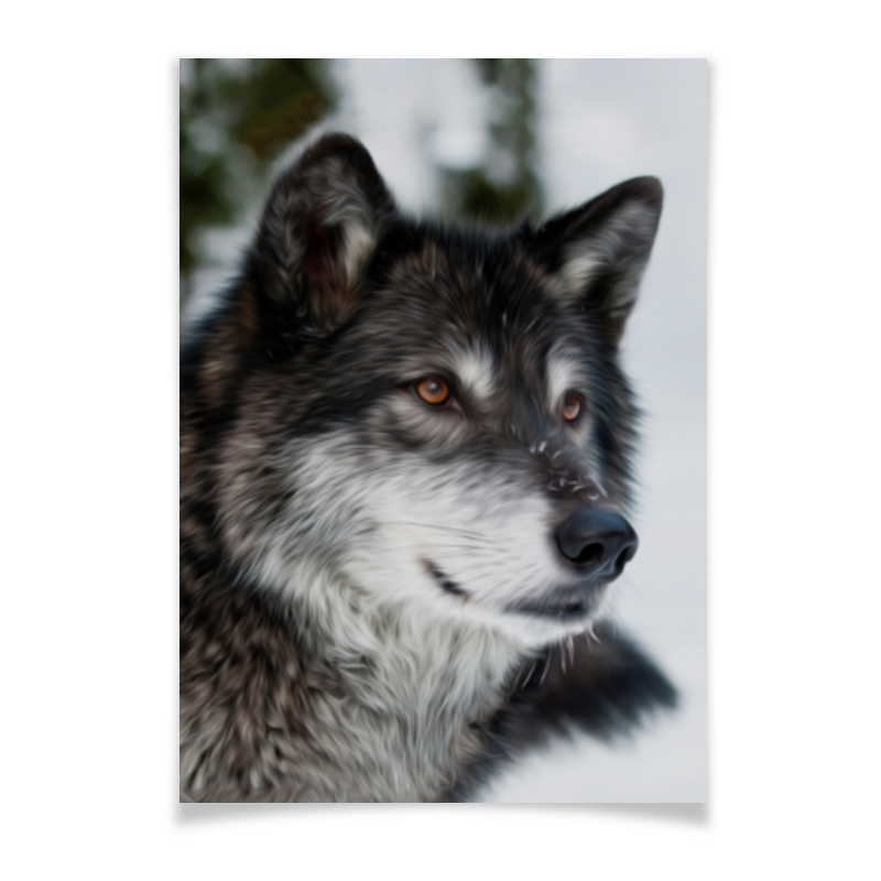 цена Printio Плакат A3(29.7×42) Серый волк