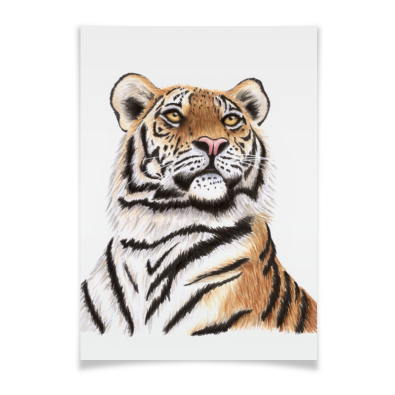 Printio Плакат A3(29.7×42) Взгляд тигра