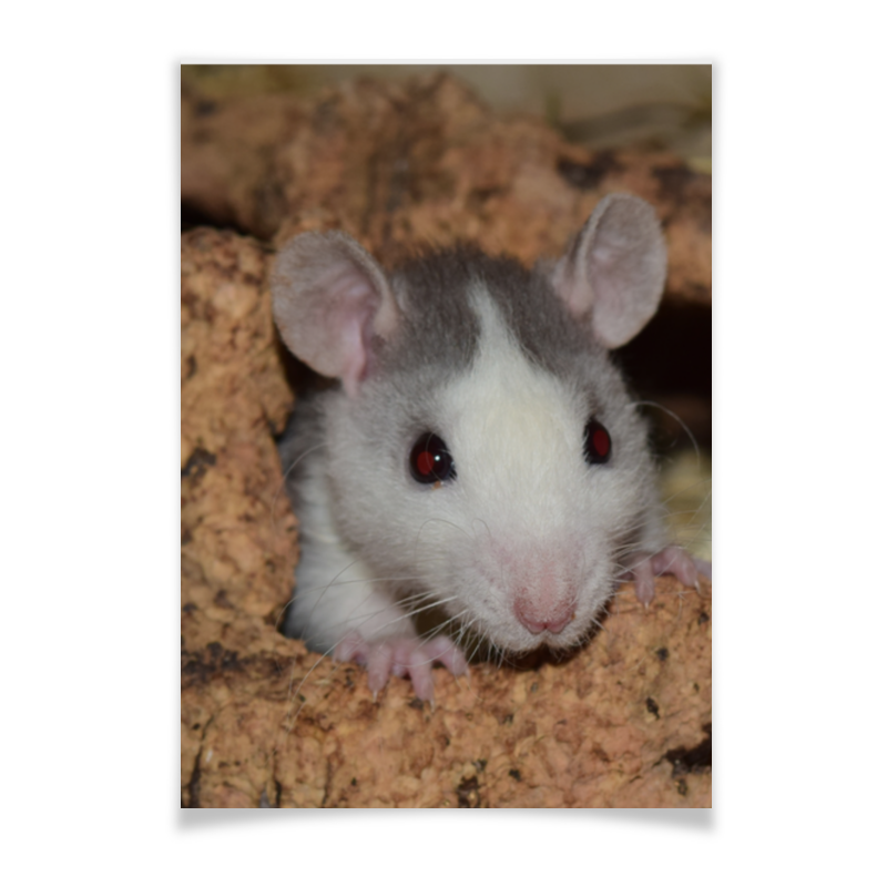 Printio Плакат A3(29.7×42) Крыса символ 2020 года printio коврик для мышки сердце крыса символ 2020 года