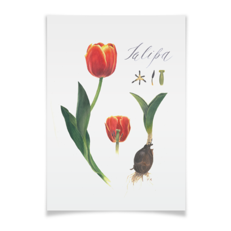 Printio Плакат A3(29.7×42) Тюльпан