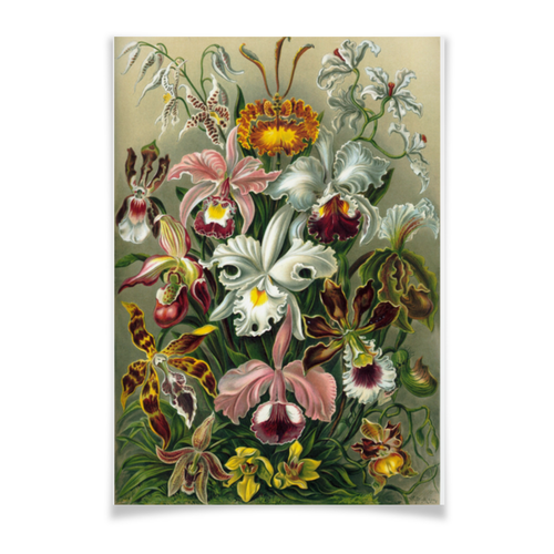 Заказать плакат в Москве. Плакат A3(29.7x42) Орхидеи (Orchideae, Ernst Haeckel) от Apfelbaum - готовые дизайны и нанесение принтов.