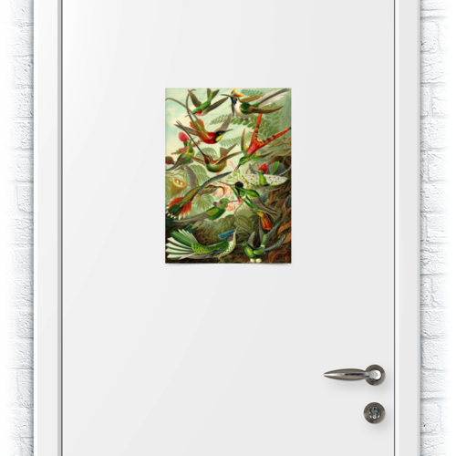 Заказать плакат в Москве. Плакат A3(29.7x42) Колибри (Trochilidae, Ernst Haeckel) от Apfelbaum - готовые дизайны и нанесение принтов.