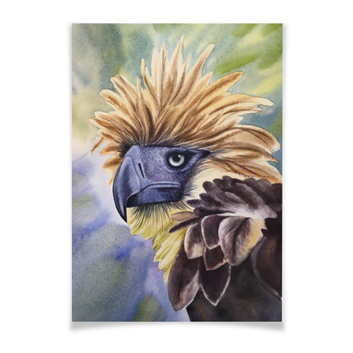 Заказать плакат в Москве. Плакат A3(29.7x42) Филиппинский орел  от inysia007@yandex.ru - готовые дизайны и нанесение принтов.