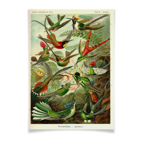 Заказать плакат в Москве. Плакат A3(29.7x42) Колибри (Trochilidae, Ernst Haeckel) от Apfelbaum - готовые дизайны и нанесение принтов.