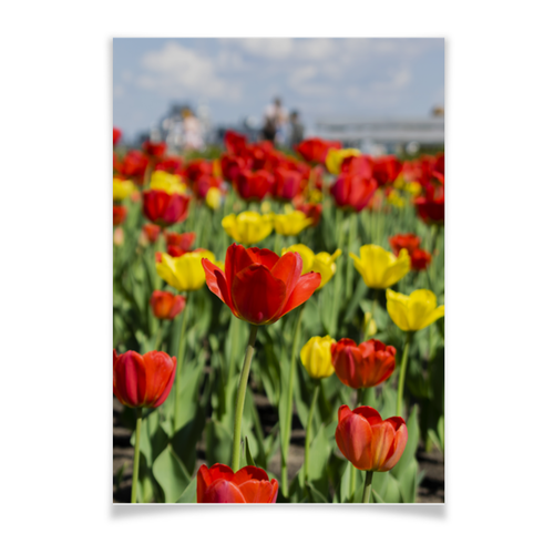 Заказать плакат в Москве. Плакат A3(29.7x42) Тюльпаны от Kibet  - готовые дизайны и нанесение принтов.