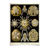 Заказать плакат в Москве. Плакат A3(29.7x42) Echinidea (Эхинидея), Ernst Haeckel от Apfelbaum - готовые дизайны и нанесение принтов.