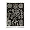 Заказать плакат в Москве. Плакат A3(29.7x42) Лишайники (Lichenes, Ernst Haeckel) от Apfelbaum - готовые дизайны и нанесение принтов.
