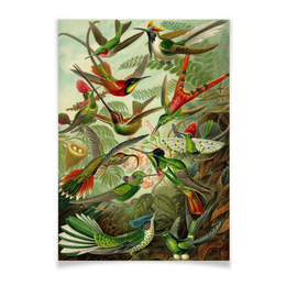 Заказать плакат в Москве. Плакат A3(29.7x42) Колибри (Trochilidae, Ernst Haeckel) от Apfelbaum - готовые дизайны и нанесение принтов.