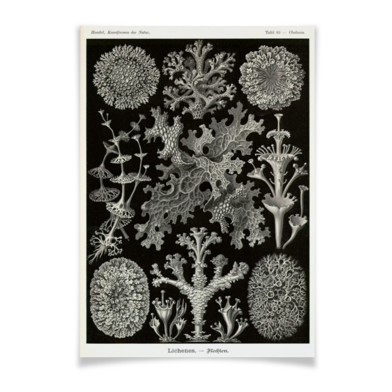 Printio Плакат A2(42×59) Лишайники (lichenes, ernst haeckel)