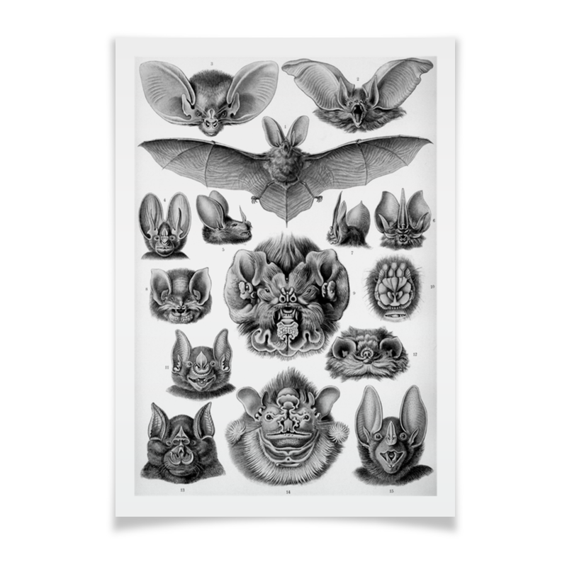 Printio Плакат A2(42×59) Летучие мыши эрнста геккеля