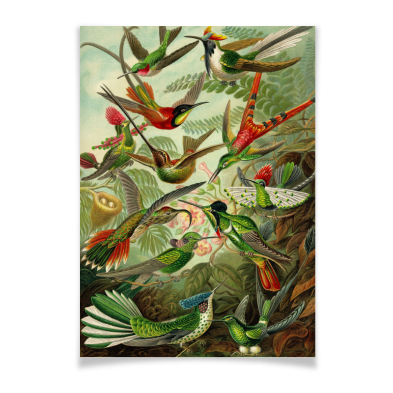 printio плакат a2 42×59 красота по американски american beauty Printio Плакат A2(42×59) Колибри (trochilidae, ernst haeckel)