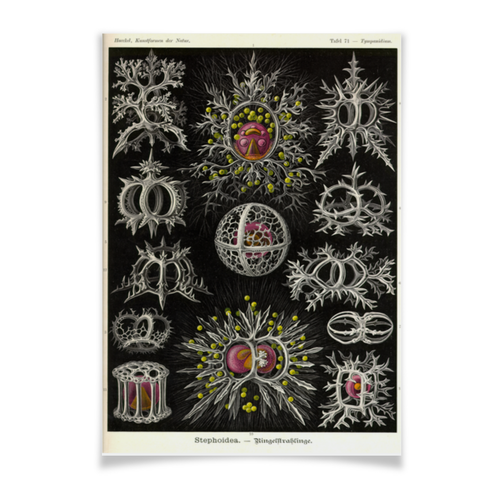 Заказать плакат в Москве. Плакат A2(42x59) Stephoidea, Ernst Haeckel от Apfelbaum - готовые дизайны и нанесение принтов.