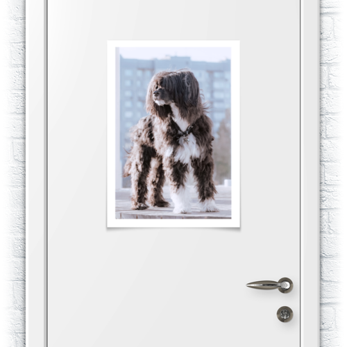 Заказать плакат в Москве. Плакат A2(42x59) Пёс. китайская хохлатая павдеруф от NataKoch  - готовые дизайны и нанесение принтов.
