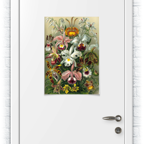Заказать плакат в Москве. Плакат A2(42x59) Орхидеи (Orchideae, Ernst Haeckel) от Apfelbaum - готовые дизайны и нанесение принтов.