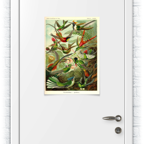 Заказать плакат в Москве. Плакат A2(42x59) Колибри (Trochilidae, Ernst Haeckel) от Apfelbaum - готовые дизайны и нанесение принтов.