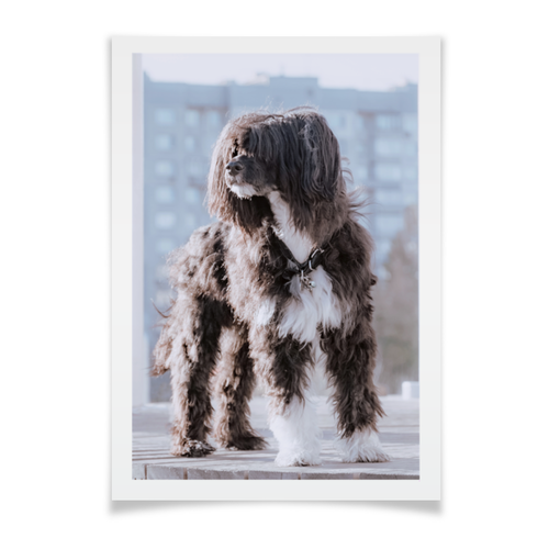 Заказать плакат в Москве. Плакат A2(42x59) Пёс. китайская хохлатая павдеруф от NataKoch  - готовые дизайны и нанесение принтов.