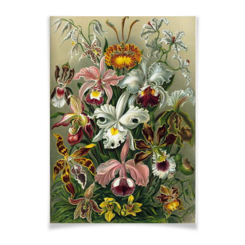 Заказать плакат в Москве. Плакат A2(42x59) Орхидеи (Orchideae, Ernst Haeckel) от Apfelbaum - готовые дизайны и нанесение принтов.