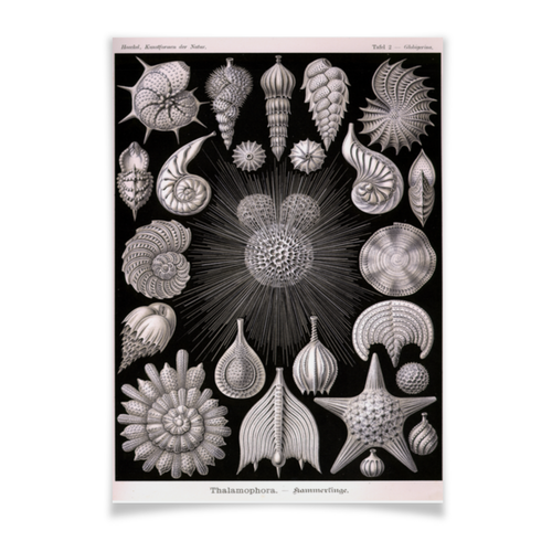 Заказать плакат в Москве. Плакат A2(42x59) Globigerina, Ernst Haeckel от Apfelbaum - готовые дизайны и нанесение принтов.