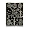 Заказать плакат в Москве. Плакат A2(42x59) Лишайники (Lichenes, Ernst Haeckel) от Apfelbaum - готовые дизайны и нанесение принтов.