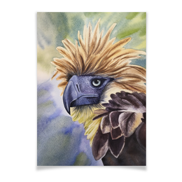 Заказать плакат в Москве. Плакат A2(42x59) Филиппинский орел  от inysia007@yandex.ru - готовые дизайны и нанесение принтов.