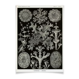Заказать плакат в Москве. Плакат A2(42x59) Лишайники (Lichenes, Ernst Haeckel) от Apfelbaum - готовые дизайны и нанесение принтов.