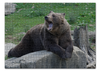 Заказать пазл в Москве. Пазл 43.5x31.4 см (408 элементов) Медведь от reut.94@mail.ru - готовые дизайны и нанесение принтов.