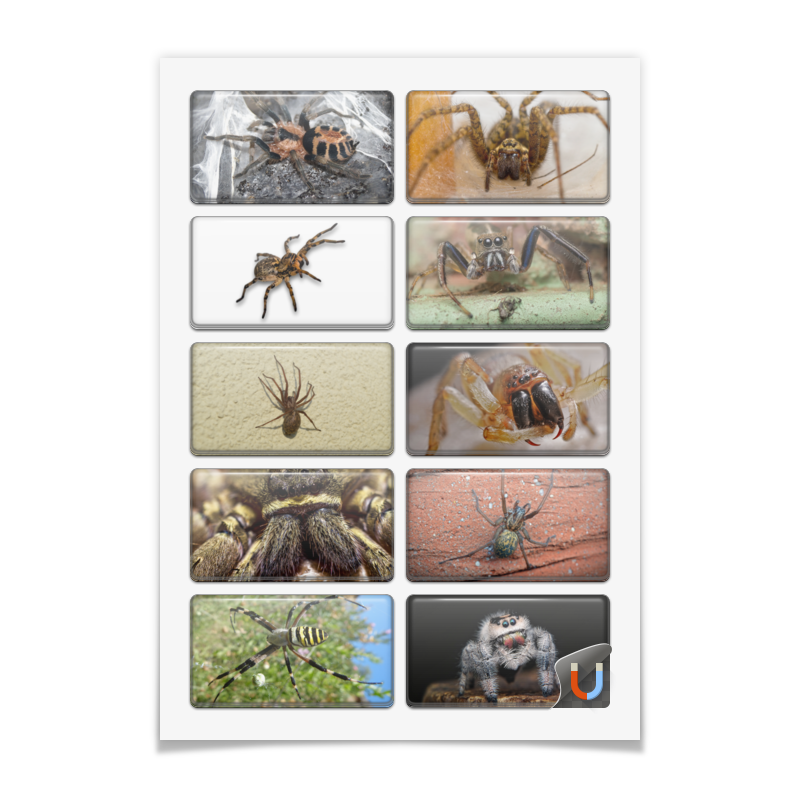 Printio Наклейки прямоугольные 9×5 см Пауки наклейки насекомые жуки и пауки 50шт