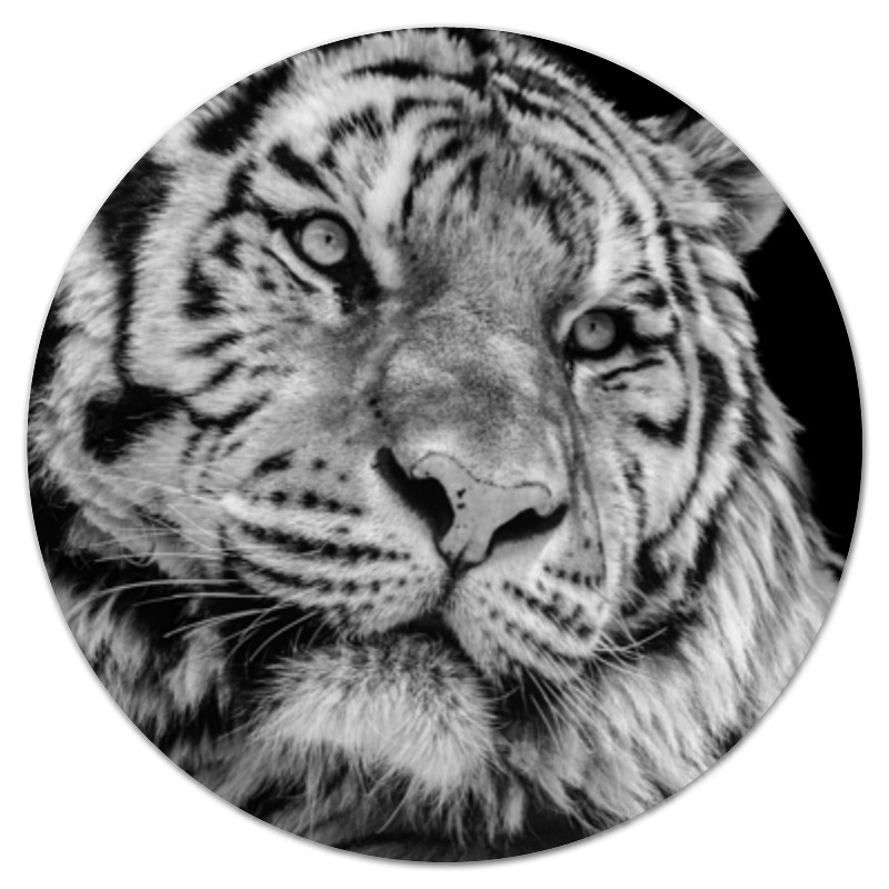 Printio Коврик для мышки (круглый) Тигры