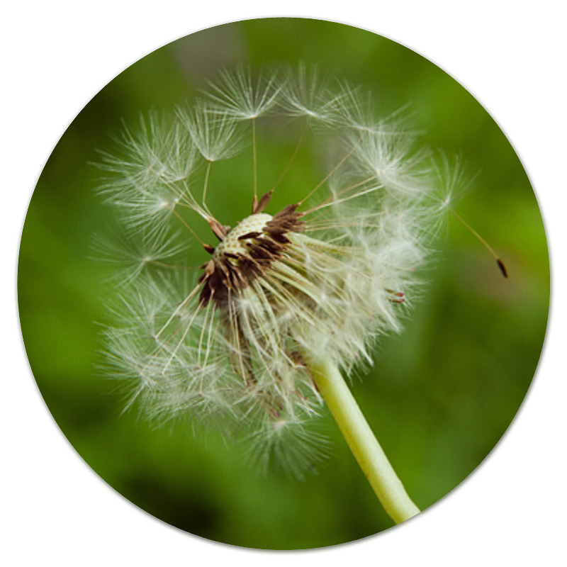 что символизирует одуванчик. одуванчик для детей дошкольного возраста. что символизирует одуванчик. одуванчик символ. загадка про одуванчик.