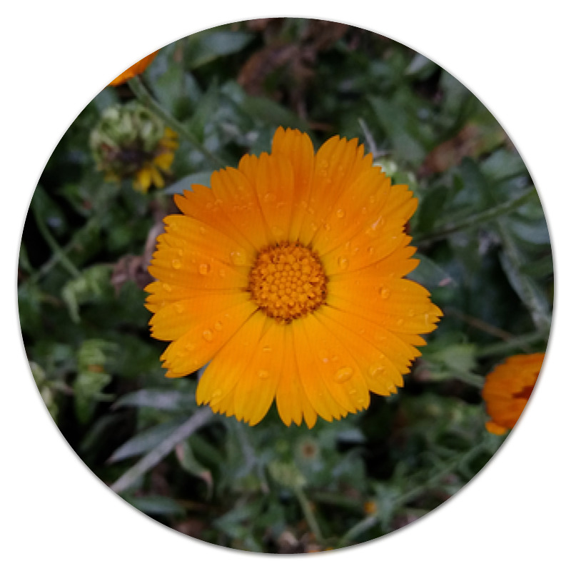 Printio Коврик для мышки (круглый) Летние цветы