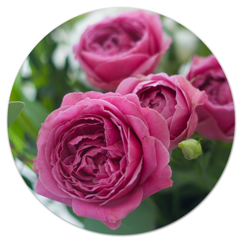 цена Printio Коврик для мышки (круглый) Розовые розы