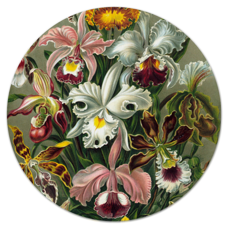 Printio Коврик для мышки (круглый) Орхидеи эрнста геккеля